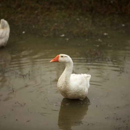 大白鹅 净重5斤 净膛
