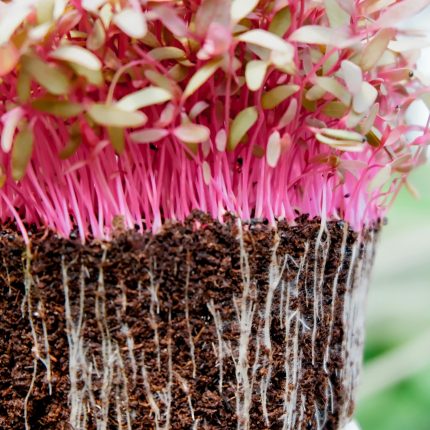 红米苋 净重1斤